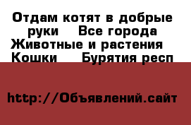 Отдам котят в добрые руки. - Все города Животные и растения » Кошки   . Бурятия респ.